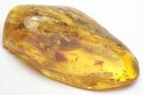 Large, Detailed Fossil Beetle in Baltic Amber #207504-1
